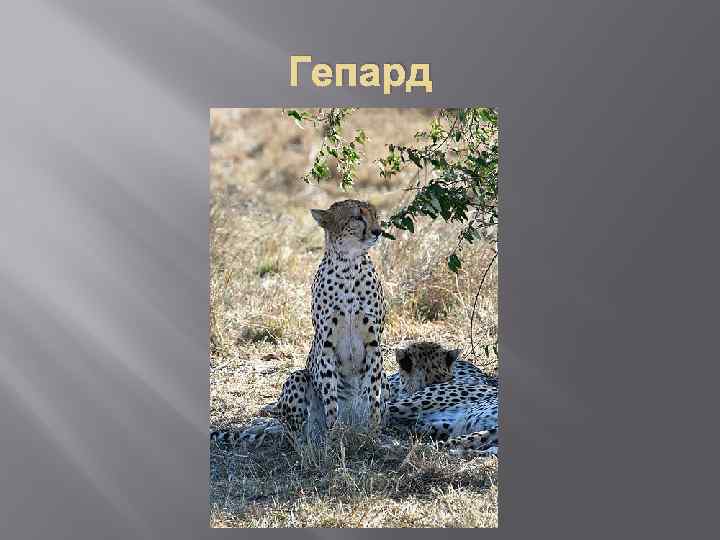 Гепард 