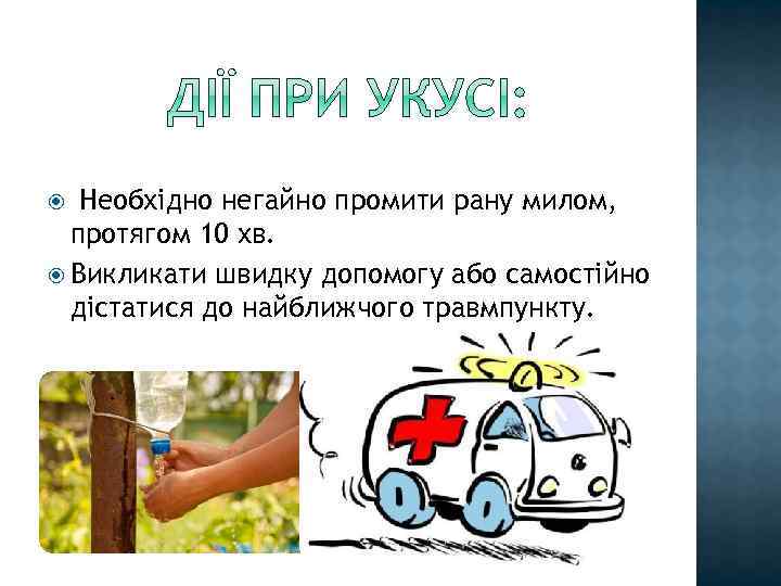 Необхідно негайно промити рану милом, протягом 10 хв. Викликати швидку допомогу або самостійно дістатися