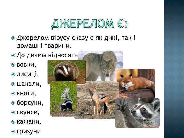  Джерелом вірусу сказу є як дикі, так і домашні тварини. До диким відносяться: