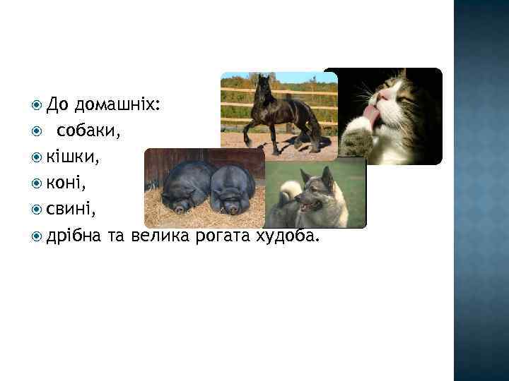 До домашніх: собаки, кішки, коні, свині, дрібна та велика рогата худоба. 
