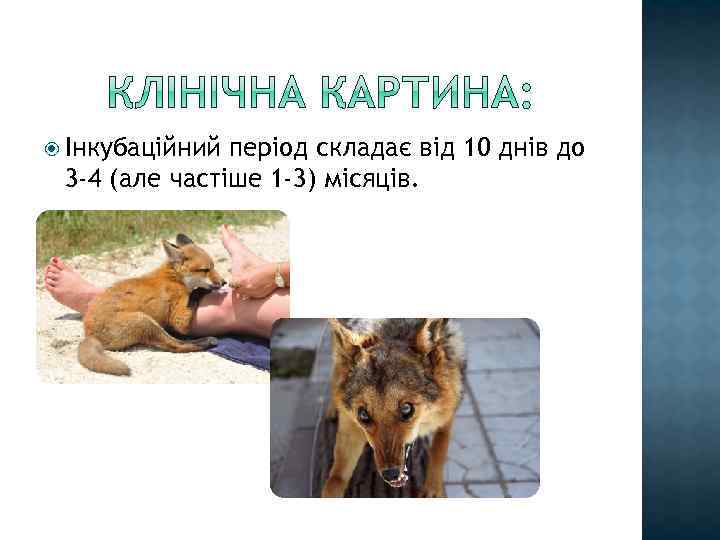  Інкубаційний період складає від 10 днів до 3 -4 (але частіше 1 -3)