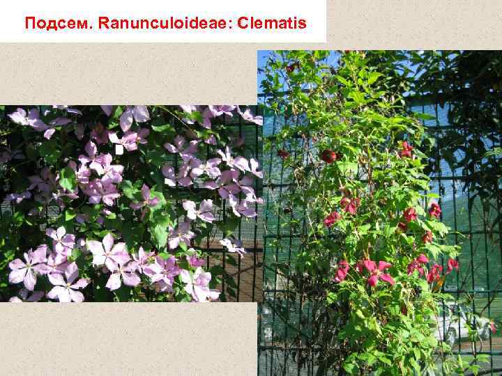 Подсем. Ranunculoideae: Clematis 