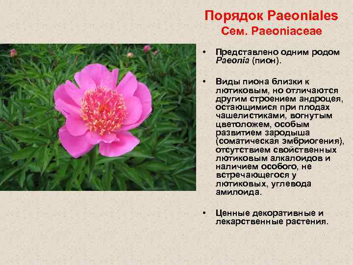 Порядок Paeoniales Сем. Paeoniaceae • Представлено одним родом Paeonia (пион). • Виды пиона близки