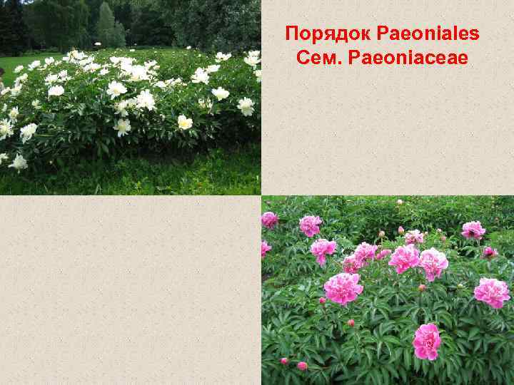 Порядок Paeoniales Сем. Paeoniaceae 