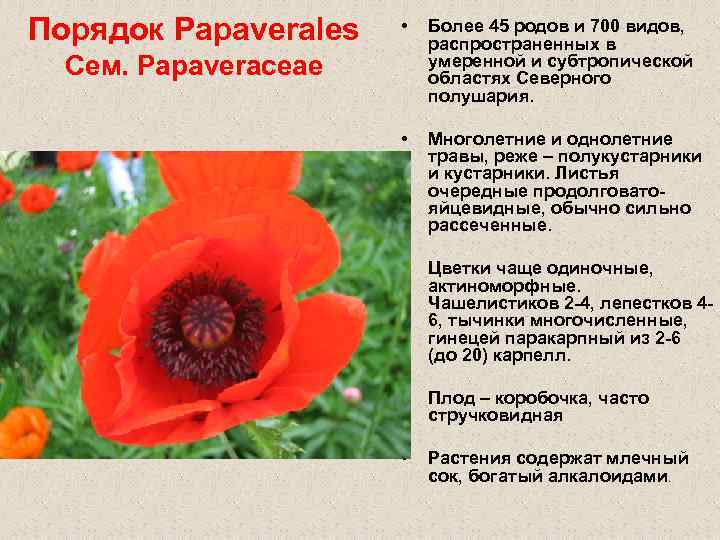 Порядок Papaverales • Более 45 родов и 700 видов, распространенных в умеренной и субтропической