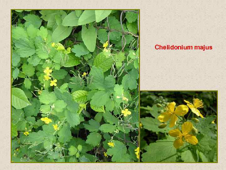 Chelidonium majus 