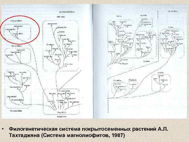  • Филогенетическая система покрытосеменных растений А. Л. Тахтаджяна (Система магнолиофитов, 1987) 