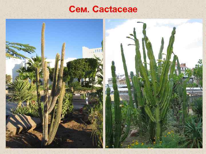 Сем. Cactaceae 