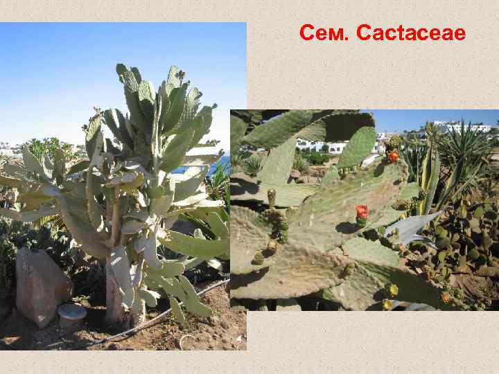 Сем. Cactaceae 