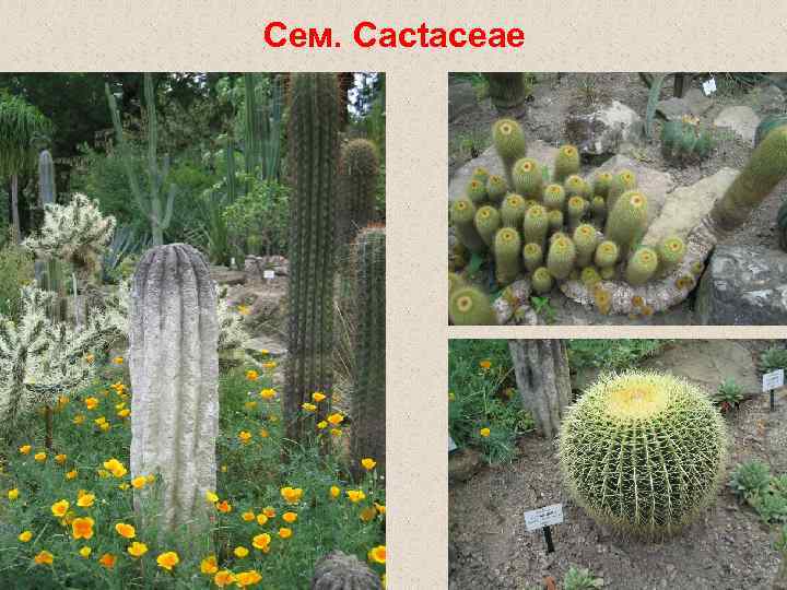 Сем. Cactaceae 