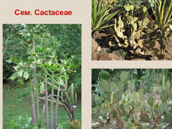 Сем. Cactaceae 