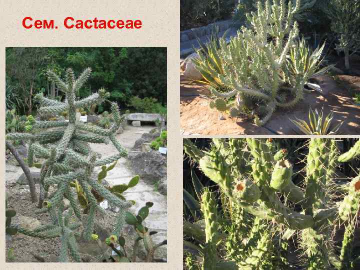 Сем. Cactaceae 