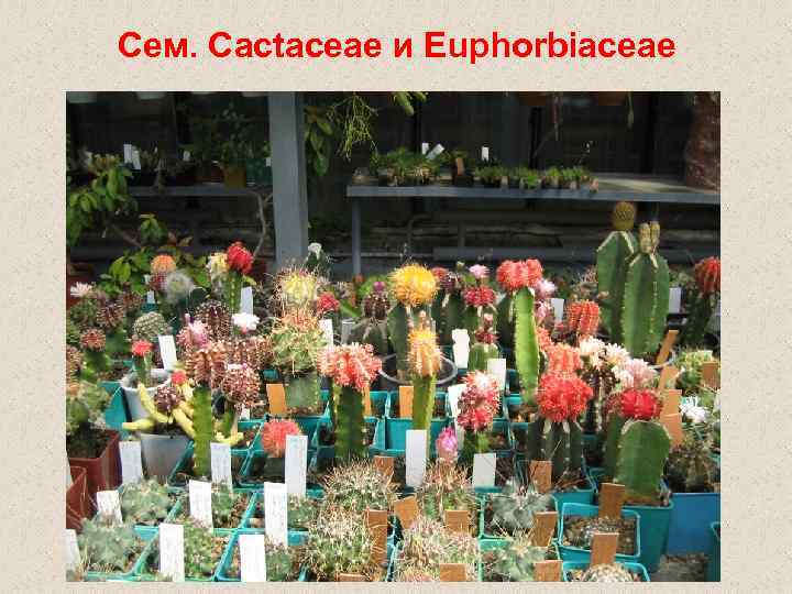 Сем. Cactaceae и Euphorbiaceae 