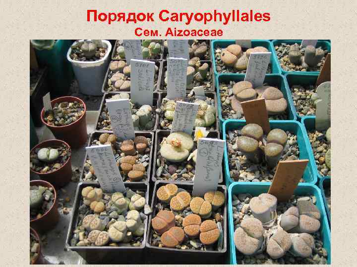 Порядок Caryophyllales Сем. Aizoaceae 