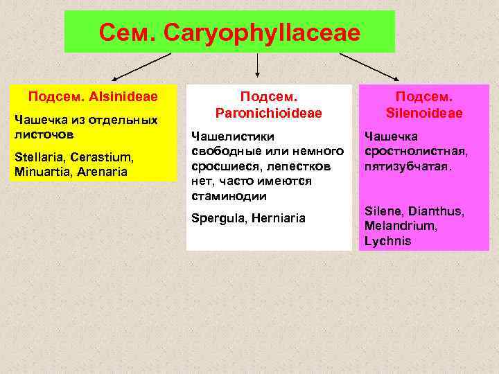 Сем. Caryophyllaceae Подсем. Alsinideae Чашечка из отдельных листочов Stellaria, Cerastium, Minuartia, Arenaria Подсем. Paronichioideae