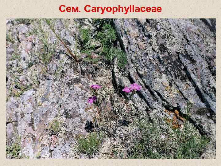 Сем. Caryophyllaceae 