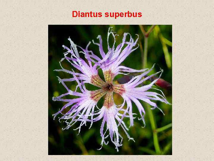 Diantus superbus 