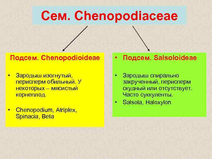 Сем. Chenopodiaceae Подсем. Chenopodioideae • Зародыш изогнутый, перисперм обильный. У некоторых – мясистый корнеплод.