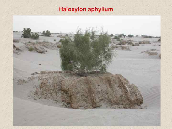 Haloxylon aphyllum 