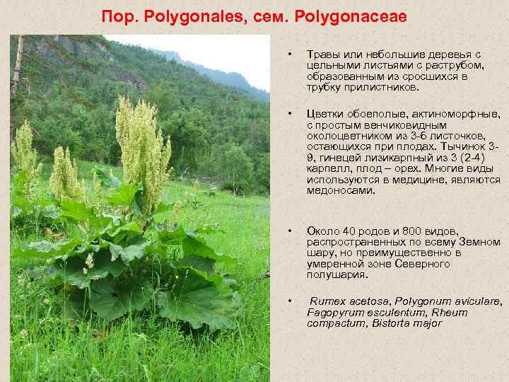 Пор. Polygonales, сем. Polygonaceae • Травы или небольшие деревья c цельными листьями с раструбом,