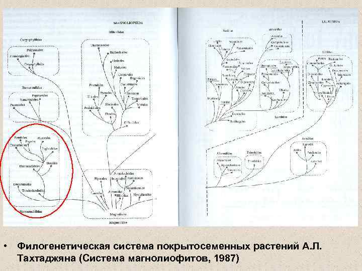  • Филогенетическая система покрытосеменных растений А. Л. Тахтаджяна (Система магнолиофитов, 1987) 