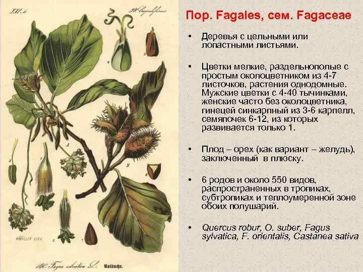 Пор. Fagales, сем. Fagaceae • Деревья с цельными или лопастными листьями. • Цветки мелкие,