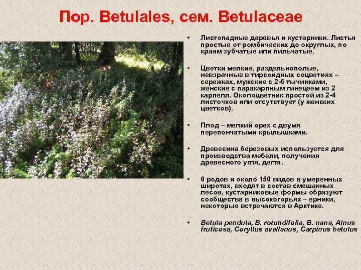 Пор. Betulales, сем. Betulaceae • Листопадные деревья и кустарники. Листья простые от ромбических до