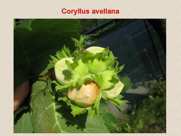 Coryllus avellana 