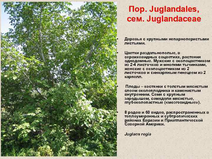 Пор. Juglandales, сем. Juglandaceae • Деревья с крупными непарноперистыми листьями. • Цветки раздельнополые, в