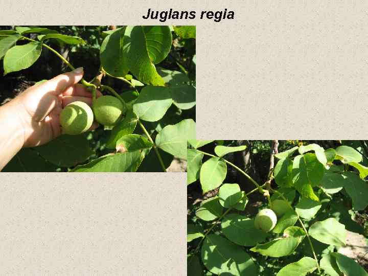 Juglans regia 