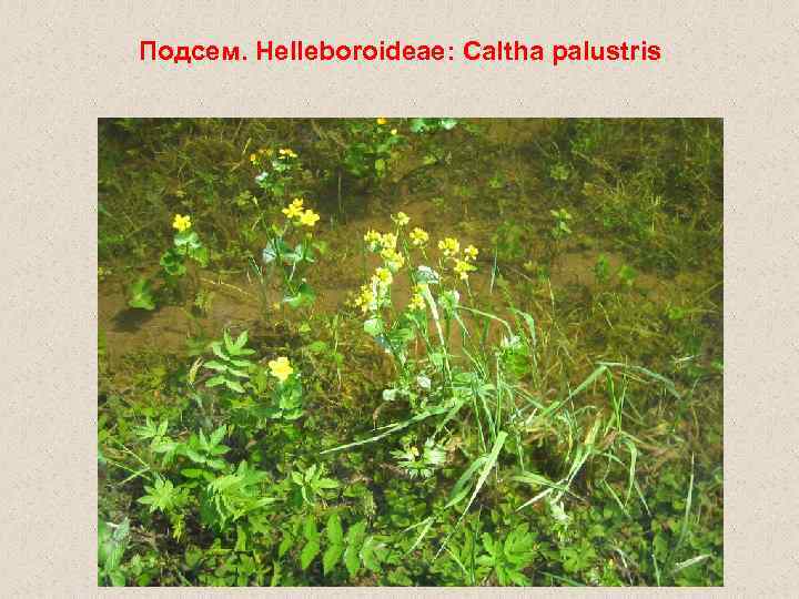 Подсем. Helleboroideae: Caltha palustris 