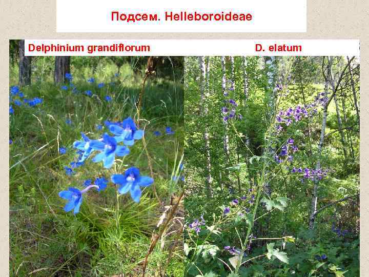 Подсем. Helleboroideae Delphinium grandiflorum D. elatum 