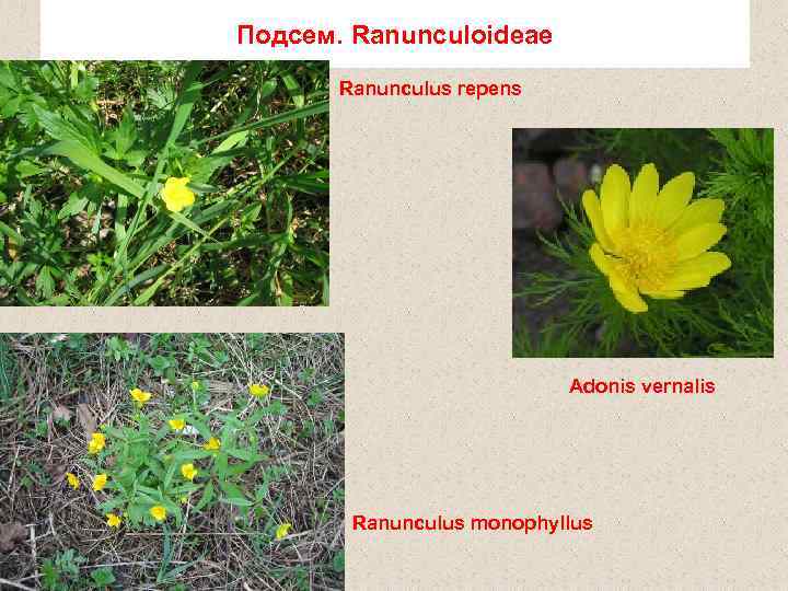 Подсем. Ranunculoideae Ranunculus repens Adonis vernalis Ranunculus monophyllus 