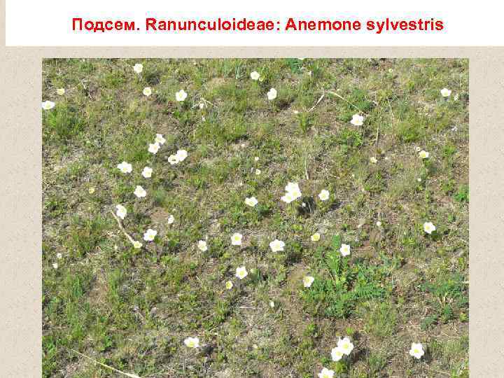 Подсем. Ranunculoideae: Anemone sylvestris 