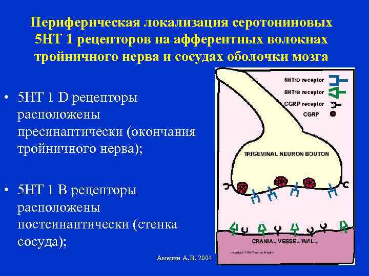 Периферическая локализация серотониновых 5 НТ 1 рецепторов на афферентных волокнах тройничного нерва и сосудах