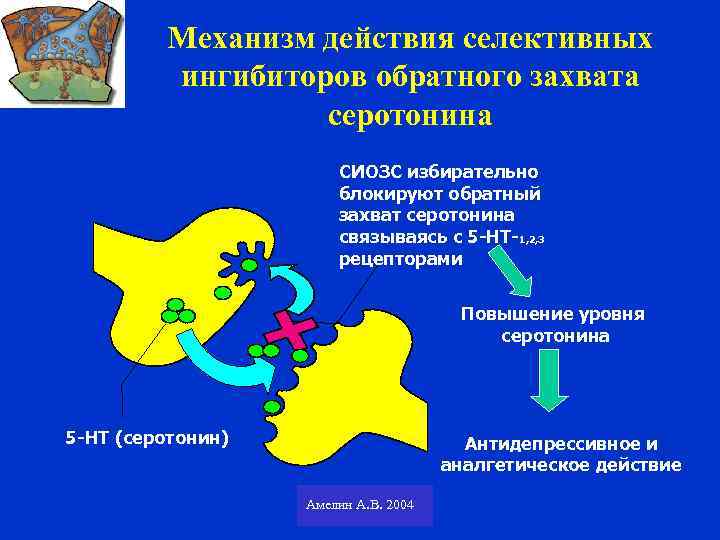 Механизм действия селективных ингибиторов обратного захвата серотонина СИОЗС избирательно блокируют обратный захват серотонина связываясь