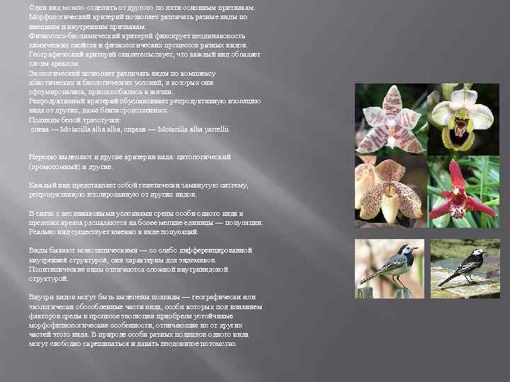 Один вид можно отделить от другого по пяти основным признакам. Морфологический критерий позволяет различать