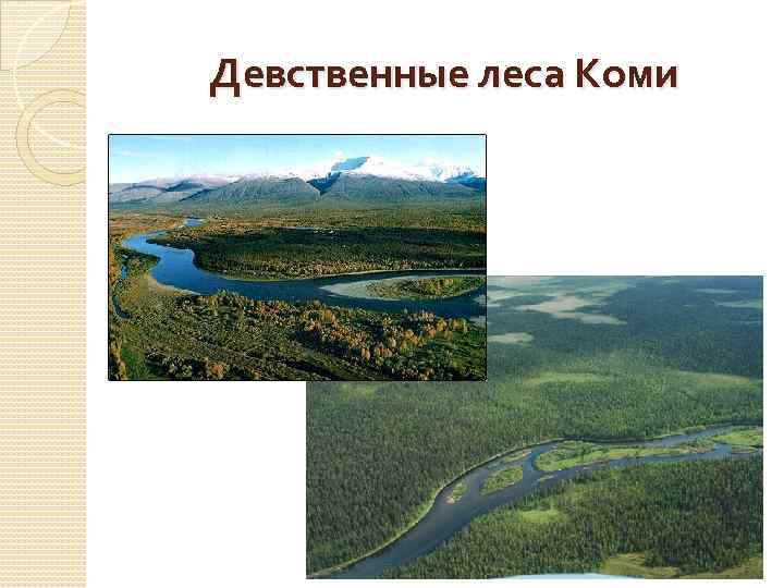 Девственные леса Коми 