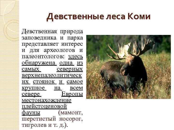 Девственные леса Коми Девственная природа заповедника и парка представляет интерес и для археологов и