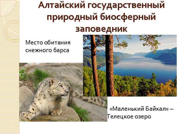 Алтайский государственный природный биосферный заповедник Место обитания снежного барса «Маленький Байкал» – Телецкое озеро