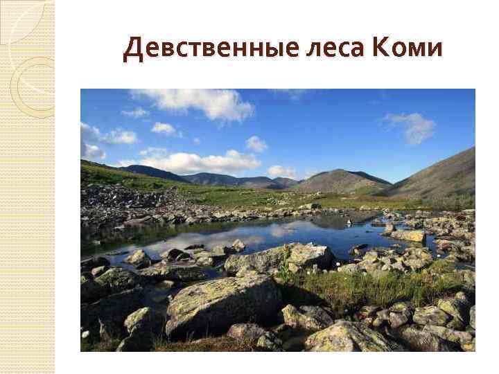 Девственные леса Коми 