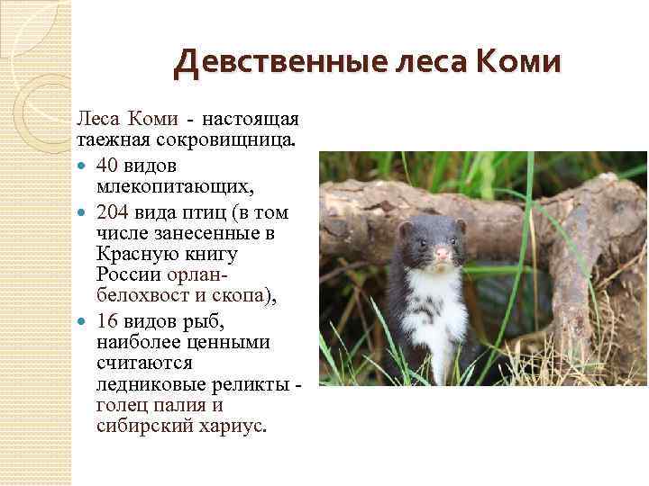 Девственные леса Коми Леса Коми - настоящая таежная сокровищница. 40 видов млекопитающих, 204 вида