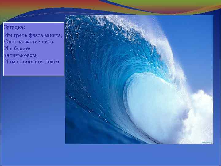 Загадка: Им треть флага занята, Он в название кита, И в букете васильковом, И