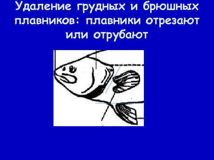 Удаление грудных и брюшных плавников: плавники отрезают или отрубают 