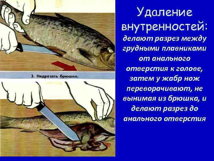 Удаление внутренностей: делают разрез между грудными плавниками от анального отверстия к голове, затем у