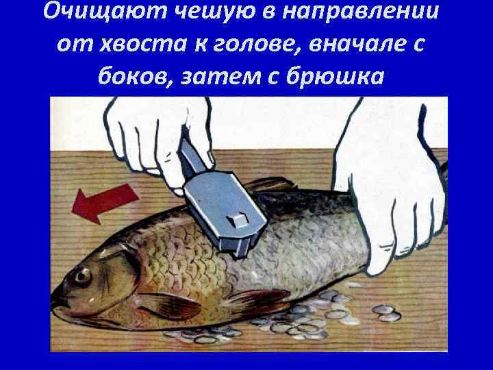 Очищают чешую в направлении от хвоста к голове, вначале с боков, затем с брюшка