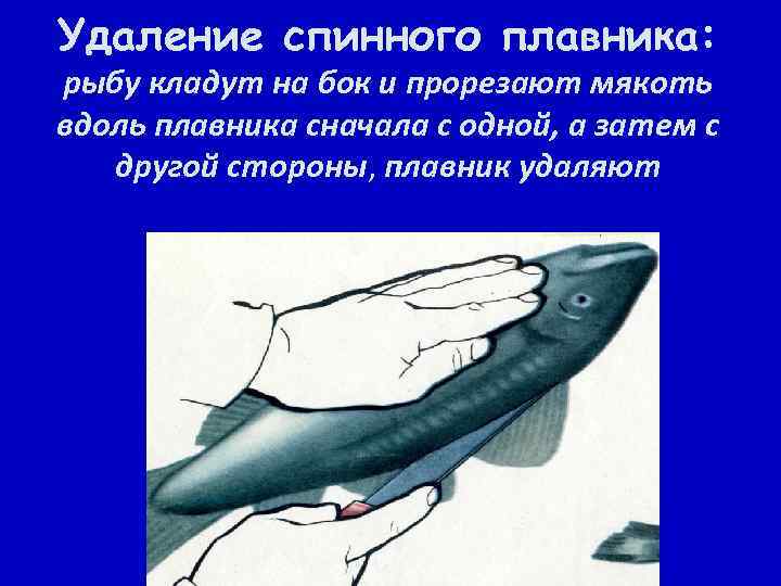 Удаление спинного плавника: рыбу кладут на бок и прорезают мякоть вдоль плавника сначала с