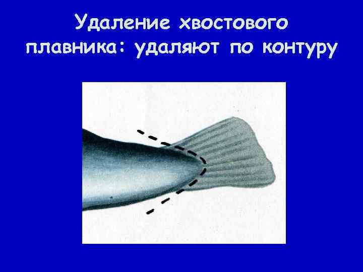 Удаление хвостового плавника: удаляют по контуру 