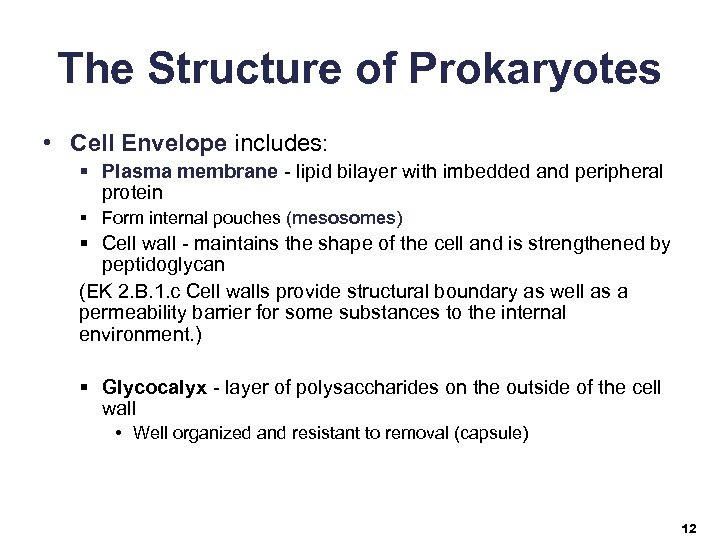 The Structure of Prokaryotes • Cell Envelope includes: § Plasma membrane - lipid bilayer