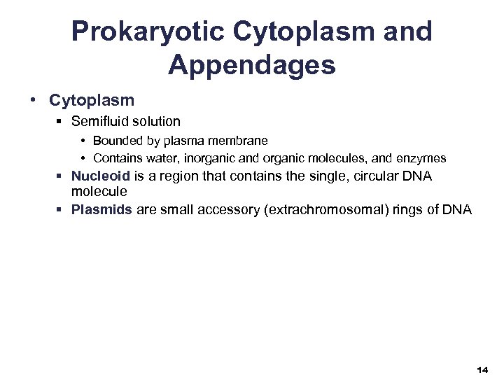 Prokaryotic Cytoplasm and Appendages • Cytoplasm § Semifluid solution • Bounded by plasma membrane